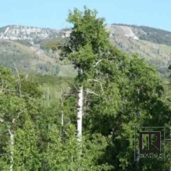 Wooded Homesite - Perfect building site just above town 
