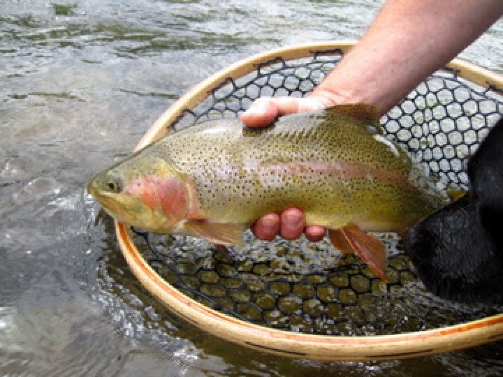 Fly Fishing Elk Creek Ranch Meeker, Colorado 81641